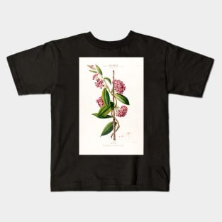 Hoya carnosa - botanical illustration Kids T-Shirt